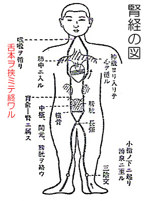 腎経の図